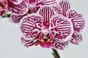 Three Decades of Dedication Let Taida Horticultural Orchids Shine on the International Stage -- Established in 1981, Taida Horticultural Co., Ltd. is one of Taiwan’s oldest and most representative orchid farms. Over the years, the company has grown to become an international enterprise setting up outlets in New Jersey and New York in 2005 and 2009.