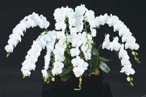 Professional and Exacting Production Processes Let Clone International Biotech’s Top Quality Phalaenopsis Orchids Shine Internationally -- Focusing mainly on the Phalaenopsis orchid market, Clone International Biotech developed a strong reputation internationally for top quality over the past nine years making them Taiwan’s largest exporter of orchids to Japan.