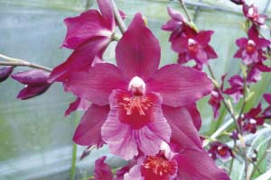 Green Valley Orchids Loves to Spread the Beauty of Taiwan’s Oncidium Orchids -- Green Valley Orchid has been seeking out other special orchids replacing Phalaenopsis that not only can be mass produced like Phalaenopsis orchids but also have the same quality, value and competitiveness.