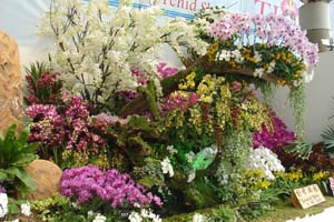 Prospering Amid Adversity. Phalaenopsis Orchid Exports Grow by 15% -- Based on the data statistics compiled by Taiwan’s Council on Agriculture, total exports of all categories of Taiwan flowers for the first ten months of 2009 were 28,336.18 metric tons representing a total export value of US$88,608,000.