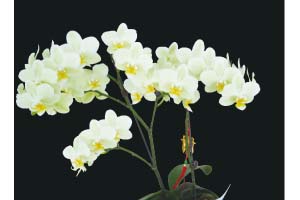 Emerging from Asia, the Flora group cultivates high-quality orchids to explore European and other international flower market. -- the Flora International Co., Ltd. was established, with main business of importing different kinds of flower bulbs, young plants and seeds from the whole world. It also introduced new varieties and cultivation technologies from overseas to growers in Taiwan.