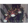 Orchid Bar. Everglade Hunter 'Swamp' GV-Ba001