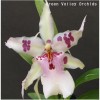 Orchid Bllra. Paggy Ruth 'Monarea Jony' GV-Bl005