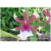 Orchid Bllra. Eurostar GV-Bl002
