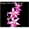 Orchid Bllra. Smile Eri GV-Bl007