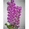 Orchid  Den. Red Empress 'Fly Hirundine'  GV-De002