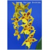 Orchid Hmtn. Golden Harry 'Kamuela' GV-Hm001
