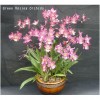 Orchid Zgd. Calico Gem 'Green Valley  GV-Zg001