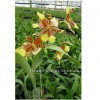 Orchid Rssgls. Rawdon Jester GV-Odm002