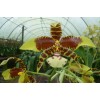 Rssgls. Rawdon Jester 'Great Bee'