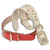 Pet collar & Leash