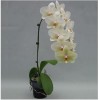 Orchid SOGO F-2000