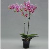 Orchid SOGO F-2002