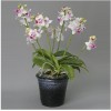 Orchid SOGO F-2007