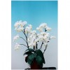 Orchid Multi Flower - Multi Flower-White  KHM1882
