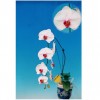 Orchid Red-lip Flower - WR  KHM1648