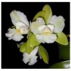 Orchid Siamjadeavo