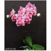 Orchid DF 416