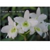 Orchid Den. Angel Baby 'Love Pocket' GV-De001