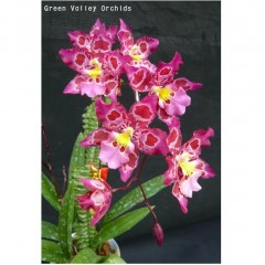 Orchid Zgd. Calico Gem 'Green Valley  GV-Zg001 / 2