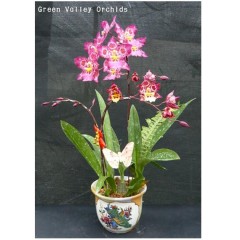 Orchid Zgd. Calico Gem 'Green Valley  GV-Zg001 / 3