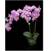 Orchid LB 9913