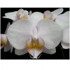 Orchid LB 9912