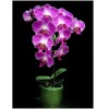 Orchid LB 9911