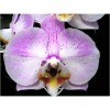 Orchid LB 9908