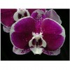 Orchid LB 9905