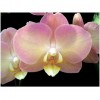 Orchid LB9614