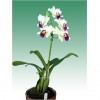 Orchid Blc.Shinfong White Tower “Tian Mu”
