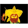 Orchid Blc.Liu's Joyance “Yong Dian#3”