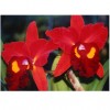 Orchid Blc.Taiwan Dragon “Tian Mu”