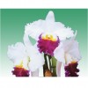 Orchid Lc.Orglade's Grand “Tian Mu”