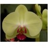 Orchid PM191