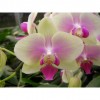 Orchid CY15