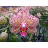 Orchid CY8