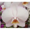Phalaenopsis HO-116