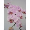 Phalaenopsis HO-301