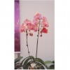 Phalaenopsis HO-203