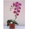 Phalaenopsis HO-503