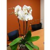 Orchid M-P0500