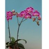 Orchid M-P0835