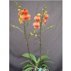 Orchid M-P0901
