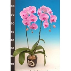 Phalaenopsis K52301