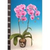 Phalaenopsis K52301