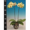 Phalaenopsis K40733