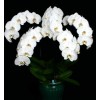 phalaenopsis P. Join Angel