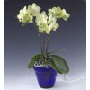 phalaenopsis P. Fortune saltzman